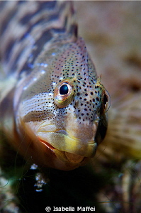 "SCOOBY"
fresh water blenny by Isabella Maffei 